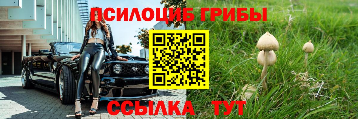 Лесосибирск  Псилоцибиновые грибы Psilocybine cubensis  Вход с VPN 